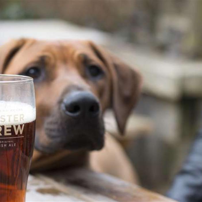 Dog with pint of Masterbrew